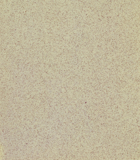 16686055943528-casalgrandebodengranito130x30sahara
