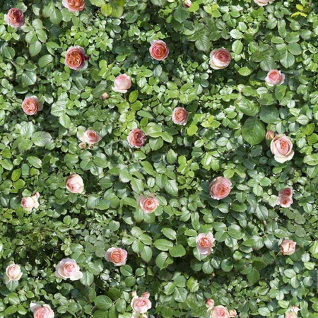 16976462239962-casalgrandebodenlimpha120x240coralrose
