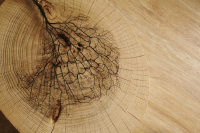 16650459780658-cottodestebodenkerliteforest20x180rovere5plus3200x1800x55
