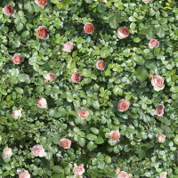 16976462239962-casalgrandebodenlimpha120x240coralrose